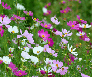 Field of pink and white Cosmos flowers